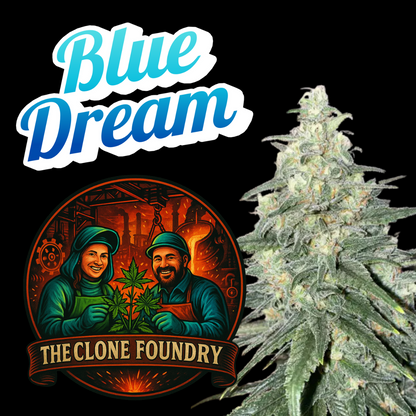🌱 Blue Dream (Santa Cruz)