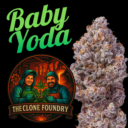 🌱 Baby Yoda