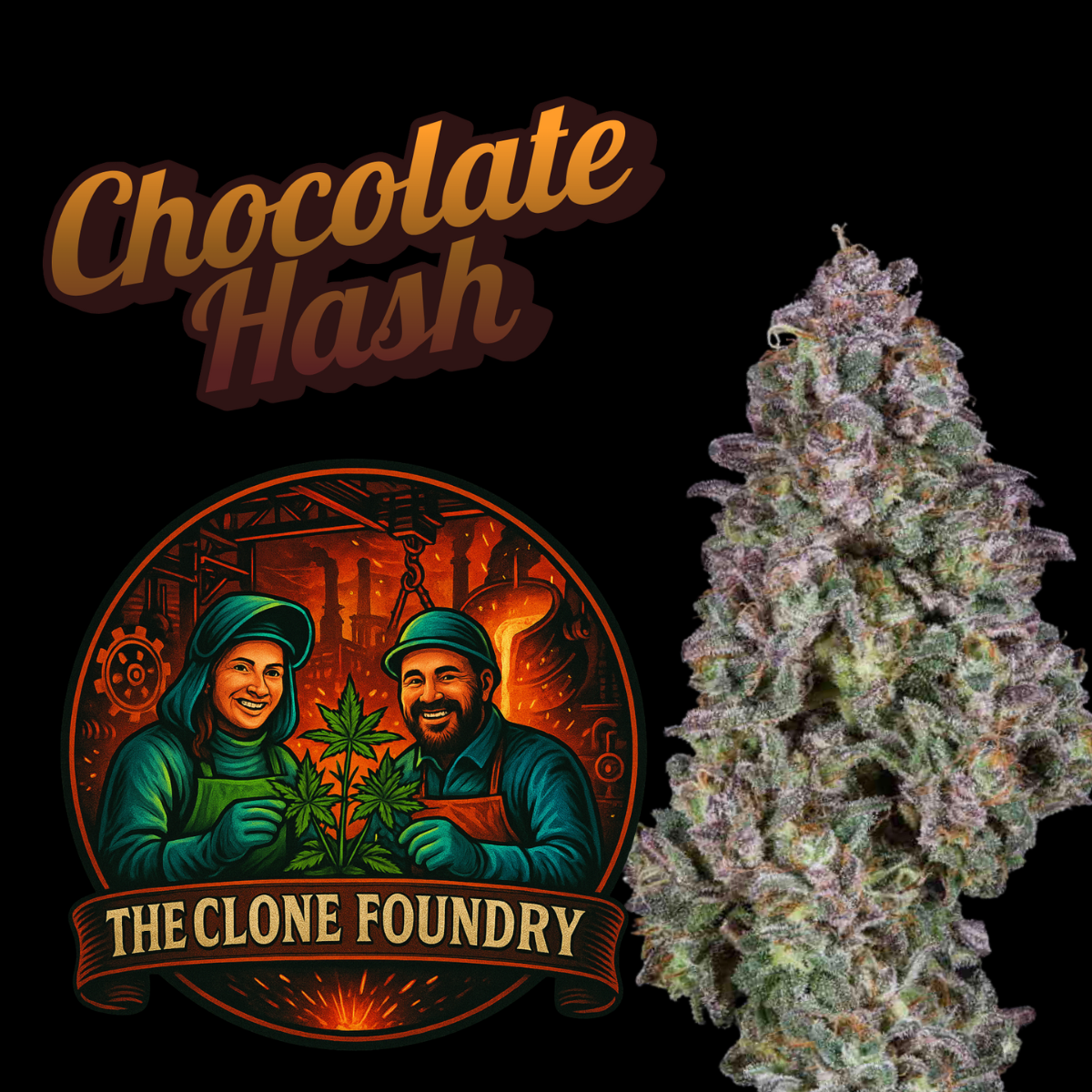 🌱 Chocolate Hash