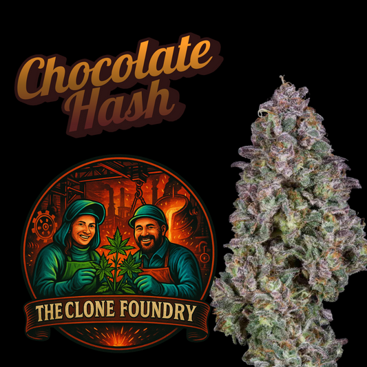 🌱 Chocolate Hash
