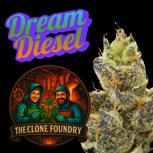 🌱 Dream Diesel