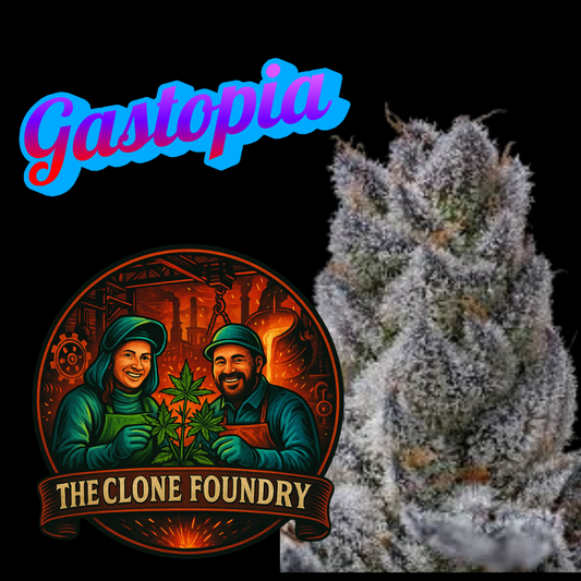 🌱 Gastopia