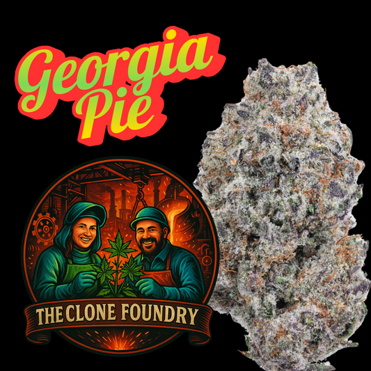 🌱 Georgia Pie