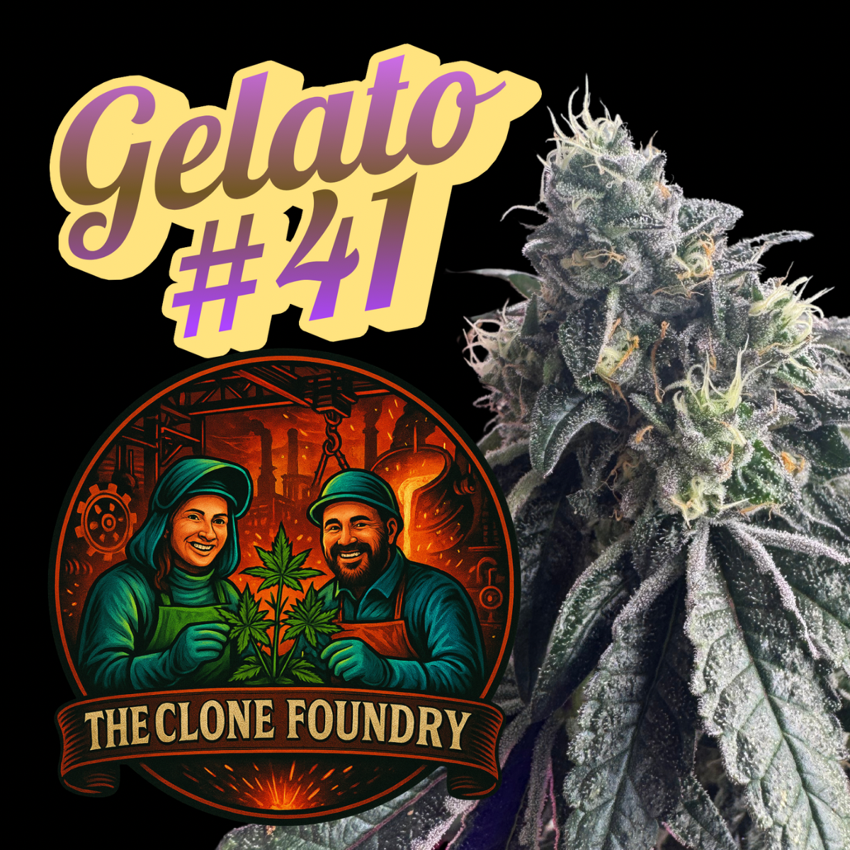 🌱 Gelato #41