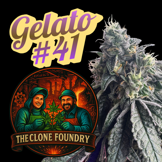 🌱 Gelato #41