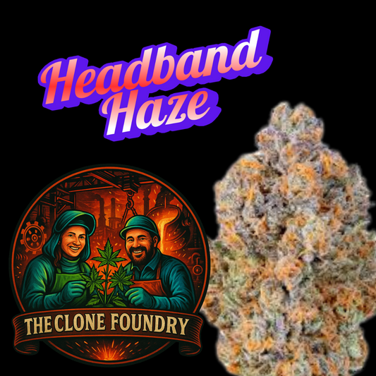 🌱 Headband Haze