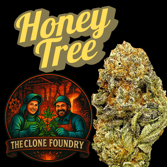 🌱 Honey Tree