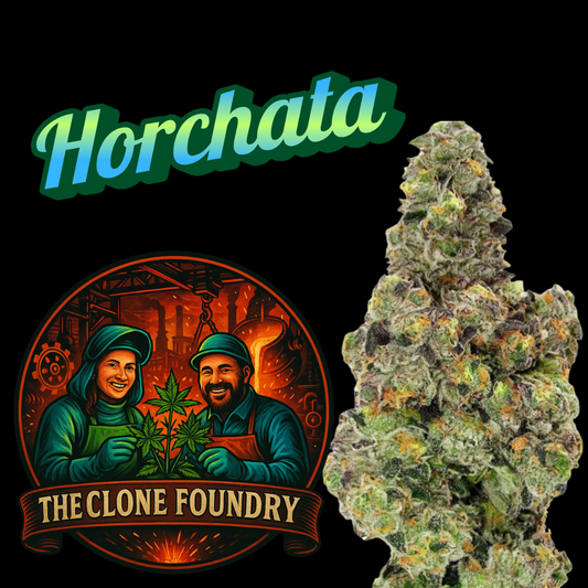 🌱 Horchata