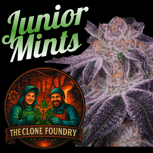 🌱 Junior Mints