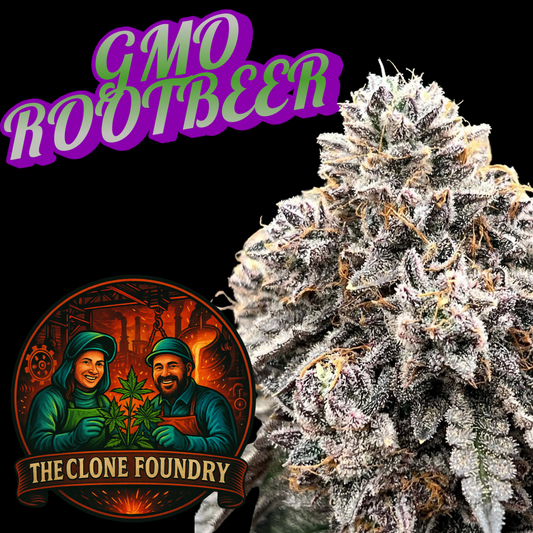 🌱 GMO Rootbeer