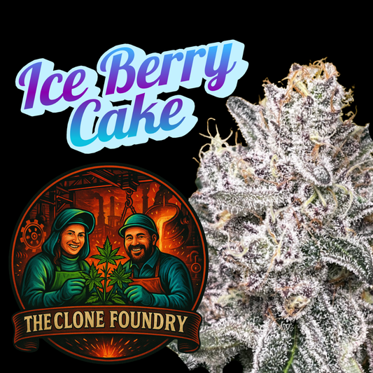 🌱 Ice Berry Cake