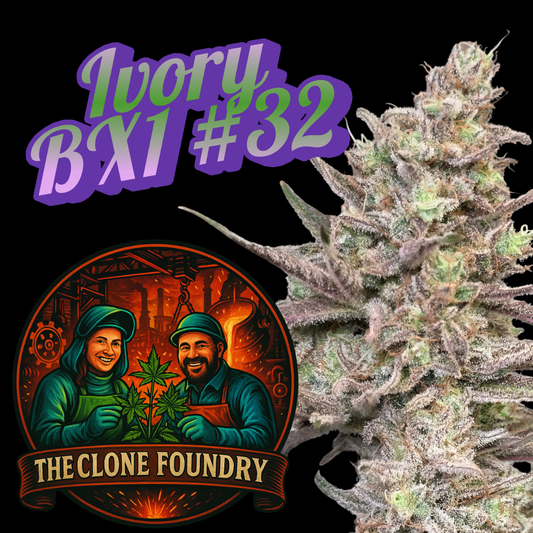 🌱 Ivory BX1 #32