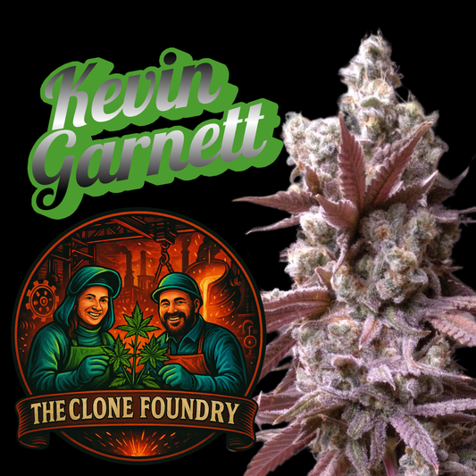 🌱 Kevin Garnet