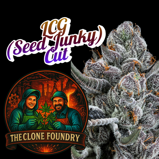 🌱 Lemon Cherry Gelato Bx2 (Seed Junky Cut)