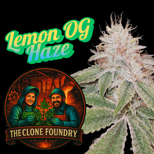🌱 Lemon OG Haze (Greenhouse Seed Co Cut)