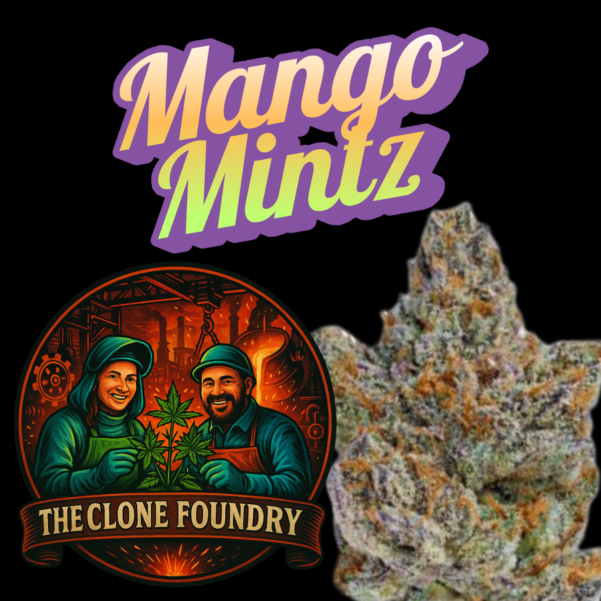 🌱 Mango Mintz
