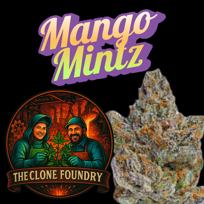 🌱 Mango Mintz