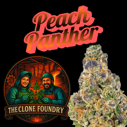 🌱 Peach Panther