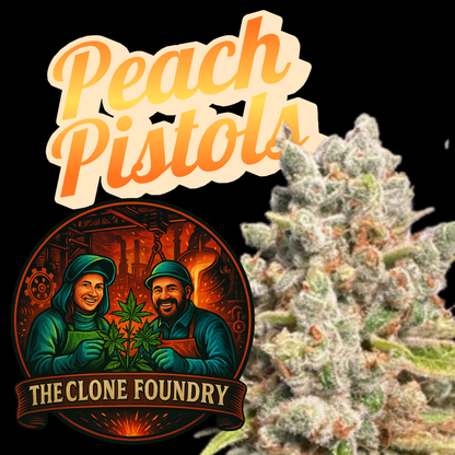 🌱 Peach Pistols