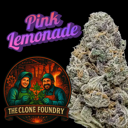 🌱 Pink Lemonade