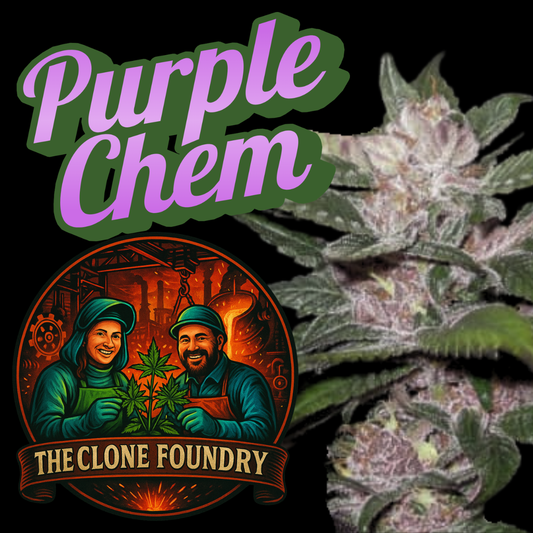 🌱 Purple Chem (RI Cut)