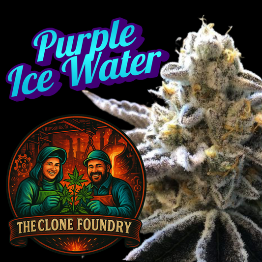 🌱 Purple Ice Water (Tiki Madman Breeder Cut)