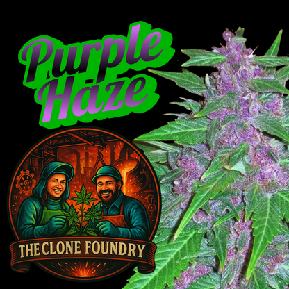 🌱 purple haze