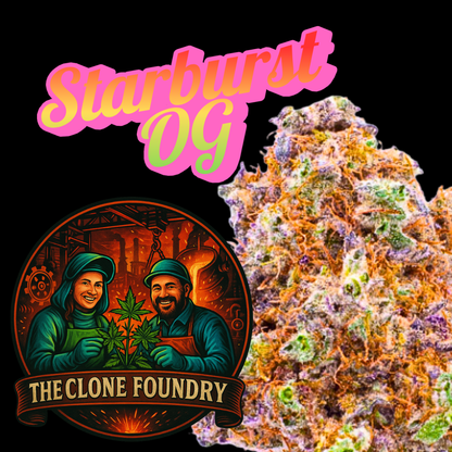🌱 Starburst OG