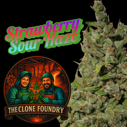 🌱 Strawberry Sour Haze