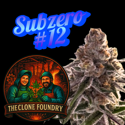 🌱 Sub Zero #12