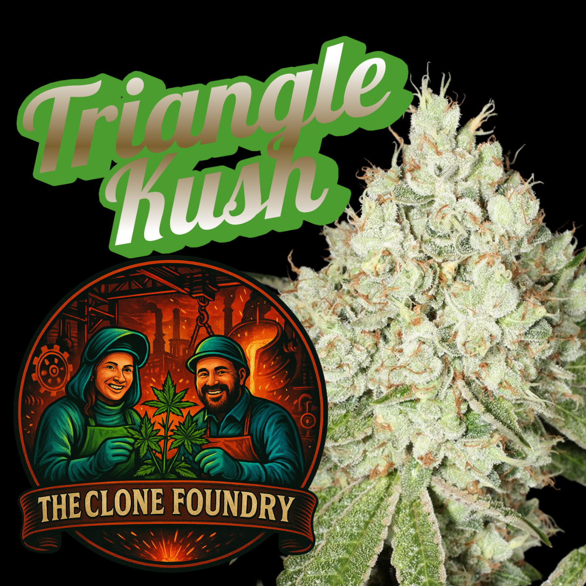 🌱 Triangle Kush (Heirloom)