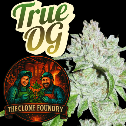 🌱 True OG