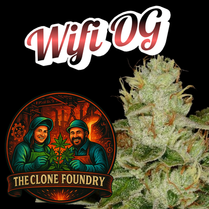 🌱 WiFi OG